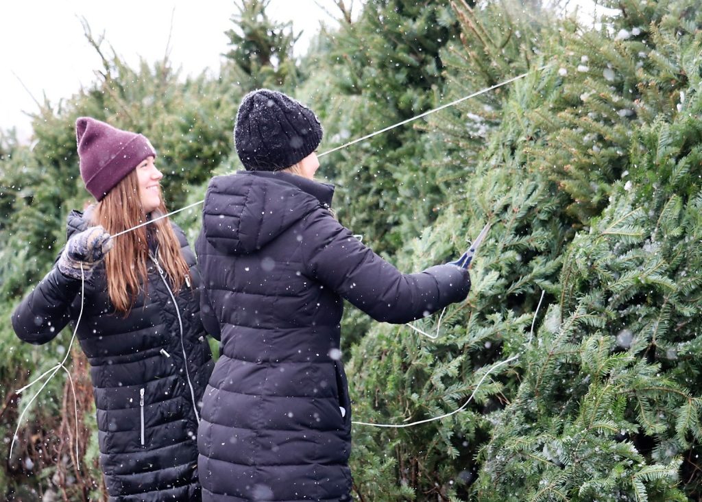 unwrapping christmas trees